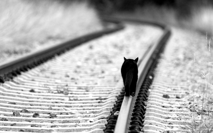 Black cat walks on railroad tracks