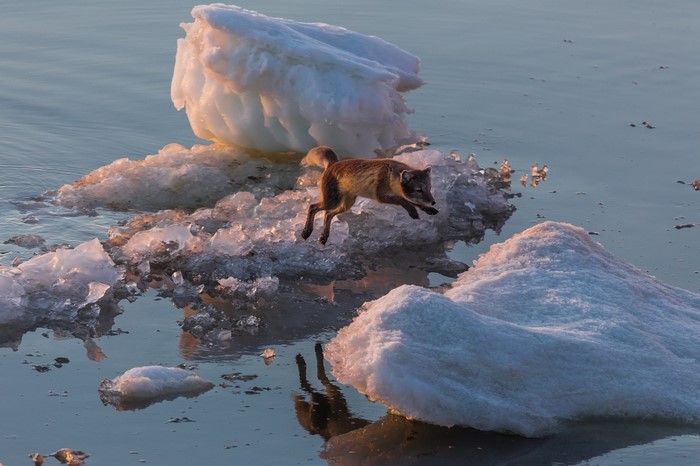 Fox Leaping on Arctic Ice Floes at Sunrise
