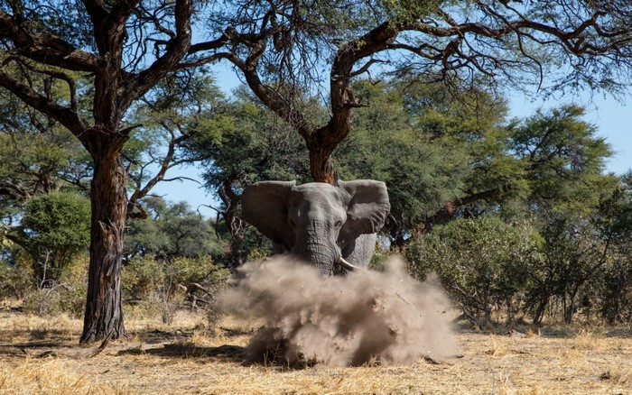 Elephant kicking up dust under trees in savanna