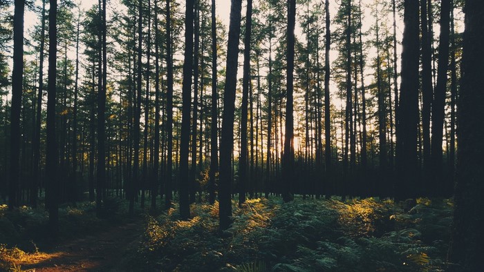 Sunlight filtering through a dense forest at sunset