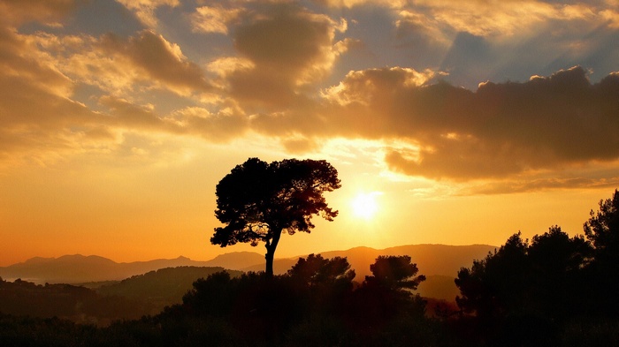 Silhouette of a tree against a sunset sky