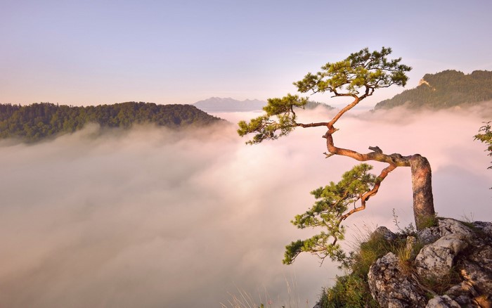 Pine tree on a cliff overlooking foggy mountains at sunrise