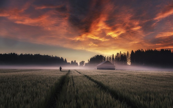 Person walking through a misty field at sunrise with barn