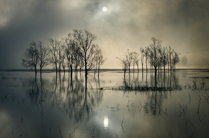 Bare trees reflected in flooded landscape under misty sky