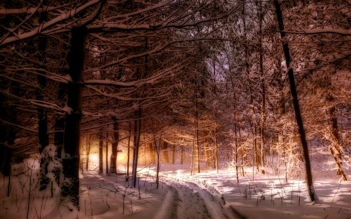 Snowy forest path with sunlight filtering through trees
