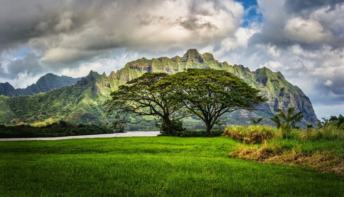 Two large trees in a green field with mountains in the background