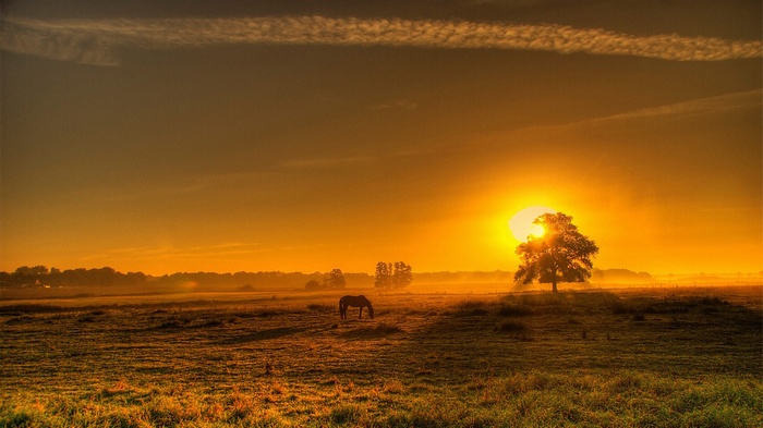 Horse grazing in a field at sunrise with a lone tree