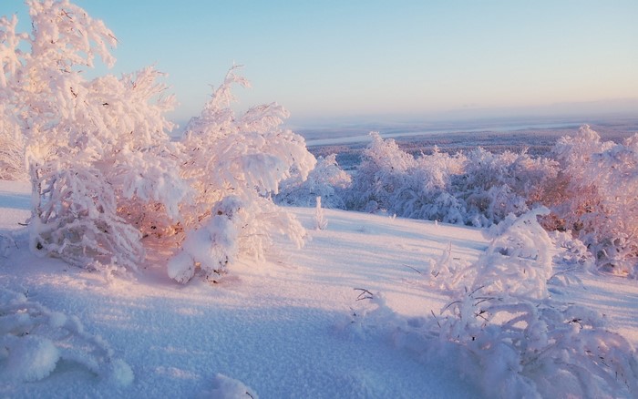 Snow-covered trees on a hill at sunrise
