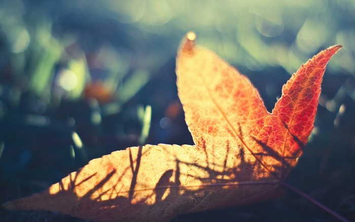 Close up of a backlit autumn leaf with shadow