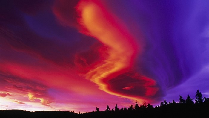 Aurora Borealis over a forest silhouette