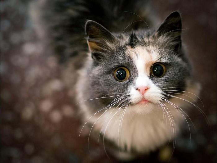 Close up of a calico cat with large eyes