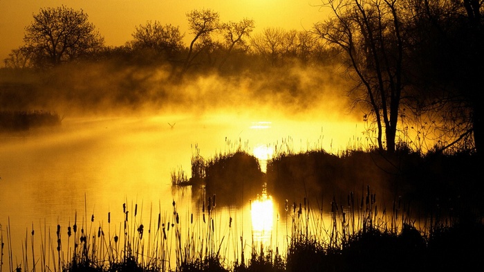 Misty lake at sunrise with silhouetted trees and reeds