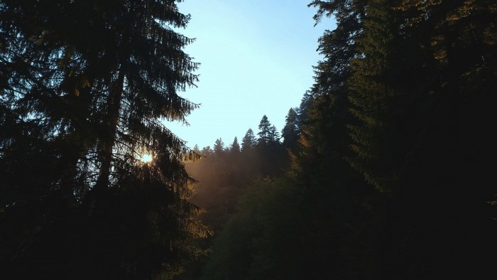 Sunlight filtering through a misty forest at dawn