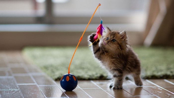 Adorable Kitten Playing with Feather Toy Indoors
