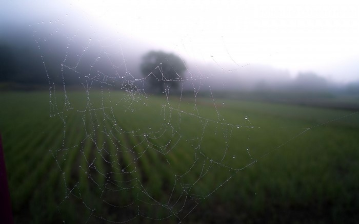 Spiderweb with dew drops in misty field