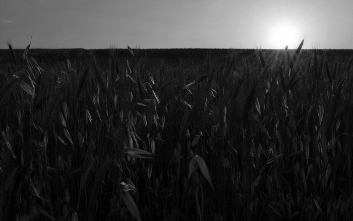 Monochrome field of wheat at sunset