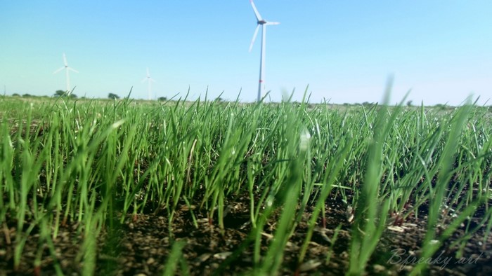 Field of young green crops with wind turbines in the distance