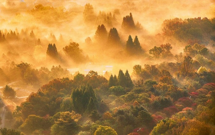 Misty forest landscape at sunrise with sun rays