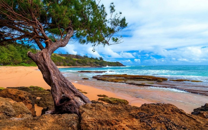Tree on a rocky beach with ocean waves and clouds