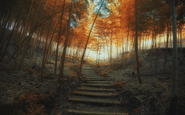 Bamboo forest path with sunlight filtering through trees