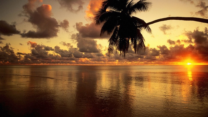 Palm tree silhouette over ocean at sunset