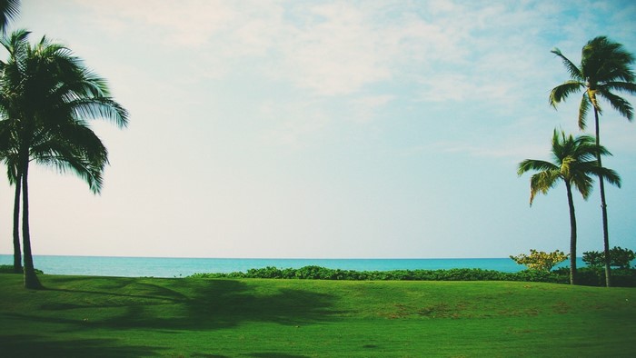 Palm trees on a grassy shore overlooking the ocean