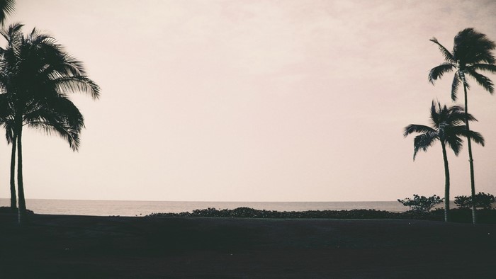 Palm trees silhouetted against the sky by the sea