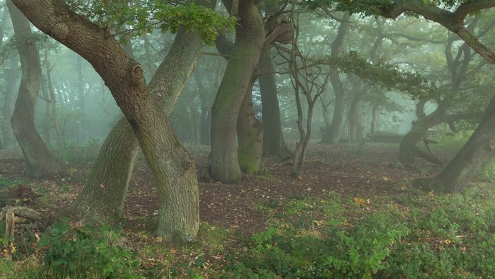 Misty forest with ancient oak trees and green foliage