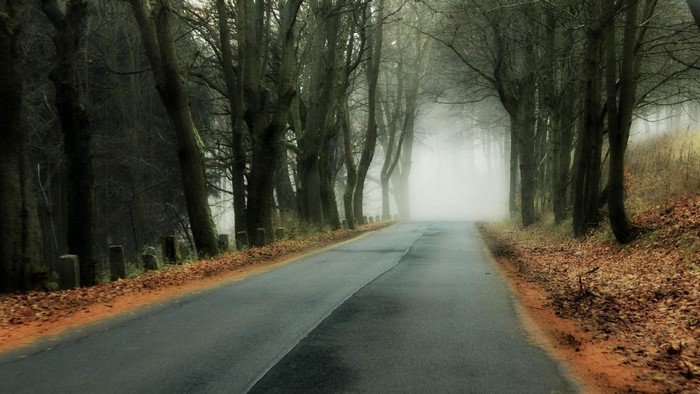 A foggy road through a forest in autumn