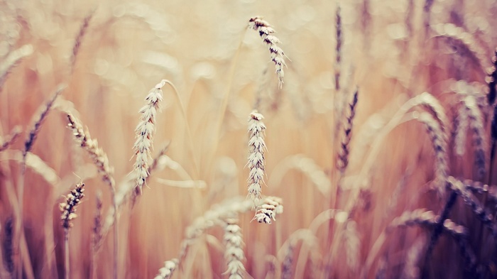 Close-up of wheat stalks in a field