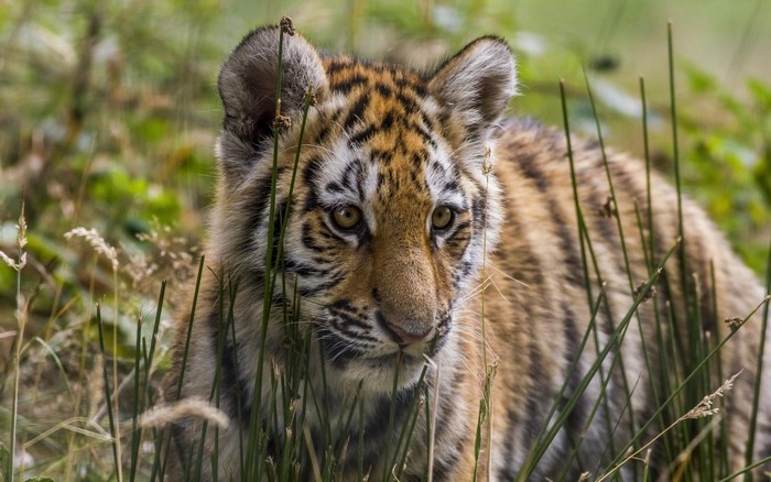 Tiger cub in tall grass