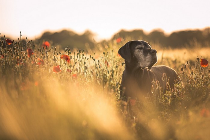 Great Dane dog in a field of poppies at sunset