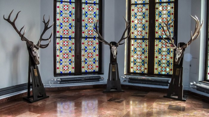 Deer skulls with antlers displayed in a room with stained glass windows