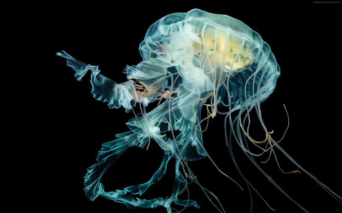 Lion's Mane Jellyfish 4K