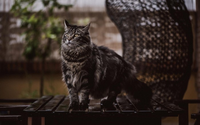 A tabby cat stands on a wooden surface