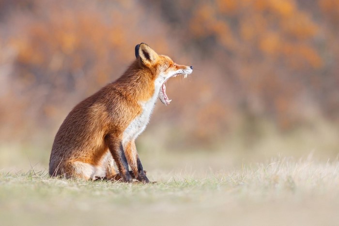 A red fox yawns widely in a grassy field