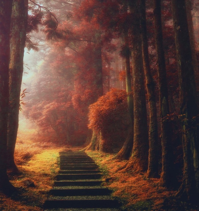 A misty forest path with autumn leaves and stairs