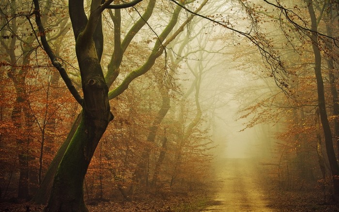 Misty forest path with autumn trees and moss