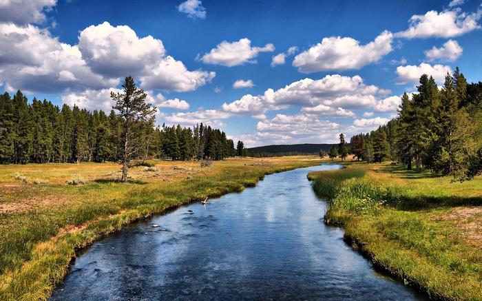 River flowing through a meadow with pine trees and clouds