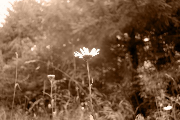 Sepia toned daisy in sunlight with trees