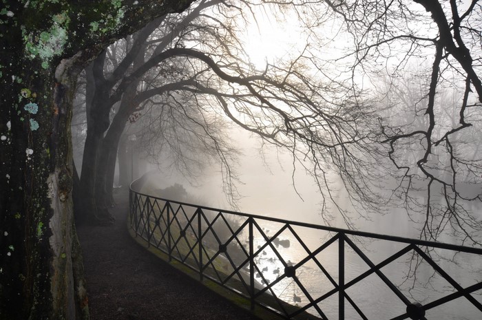 Misty morning by the water with bare trees and a fence