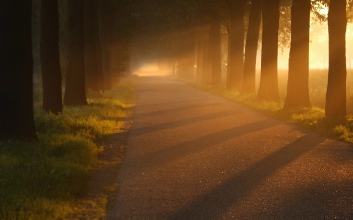 Road lined with trees in morning mist with sun rays