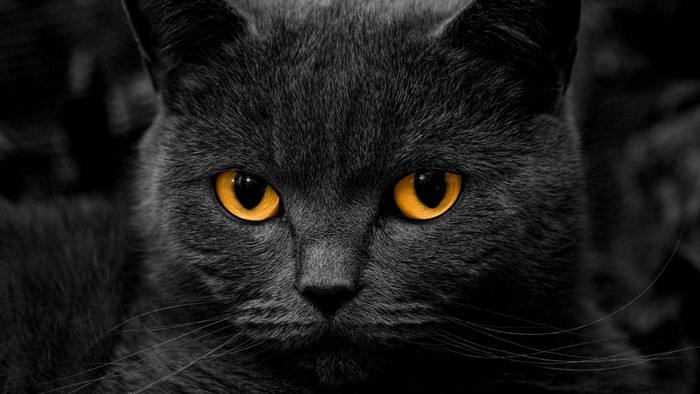 Close up of a black cat with bright orange eyes