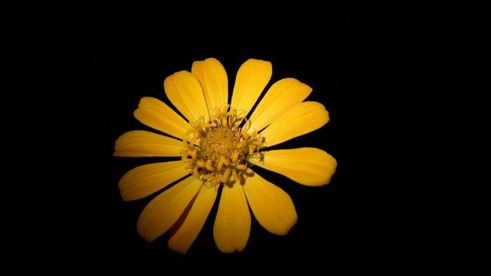 Yellow daisy flower with black background