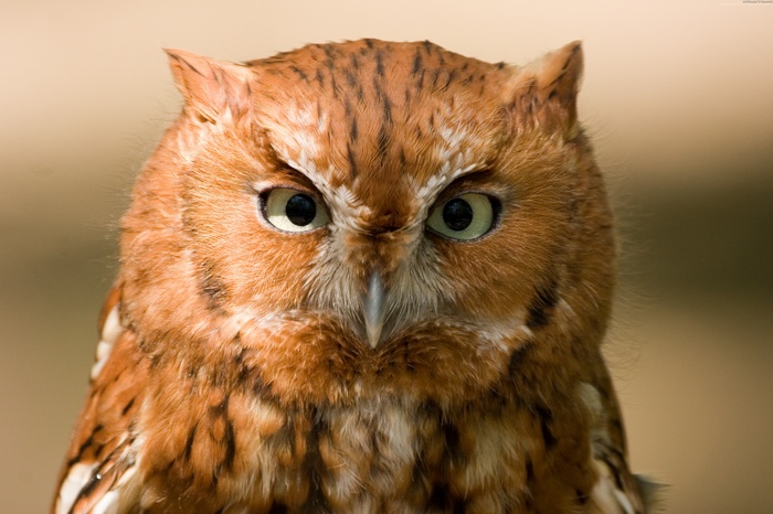 Eastern Screech Owl Close-up