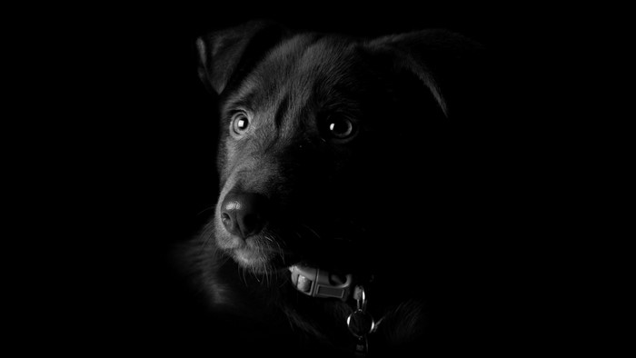 Black dog with collar on black background