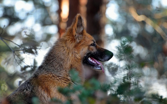 German Shepherd dog in a forest with bokeh background
