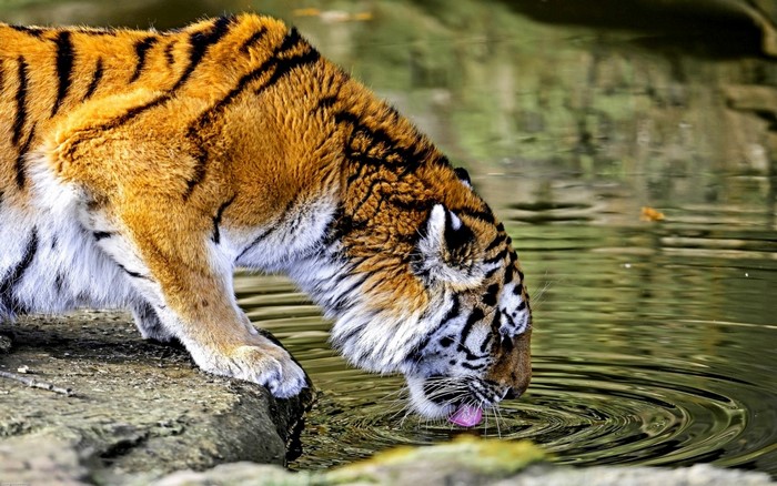 Tiger drinking water from a pond