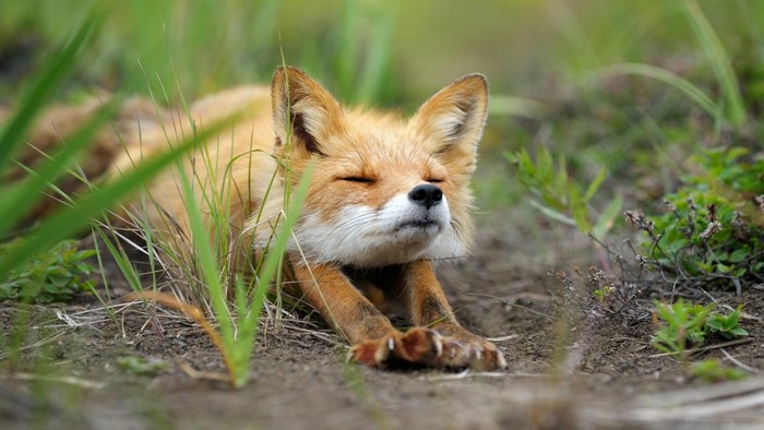 Red fox stretching in tall grass