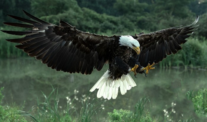 Bald eagle with wings spread over water